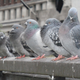 Foto: aimee rivers / Flickr, bajo licencia Creative Commons.